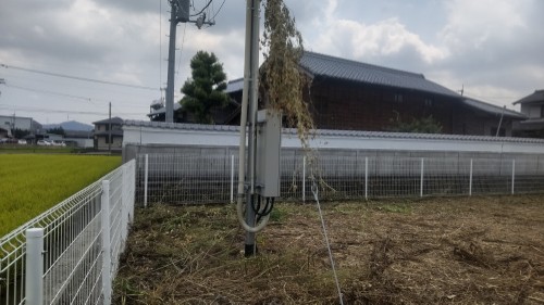 除草後