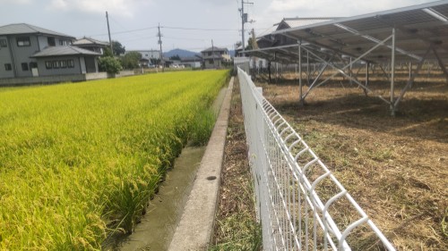 除草後