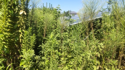 除草前