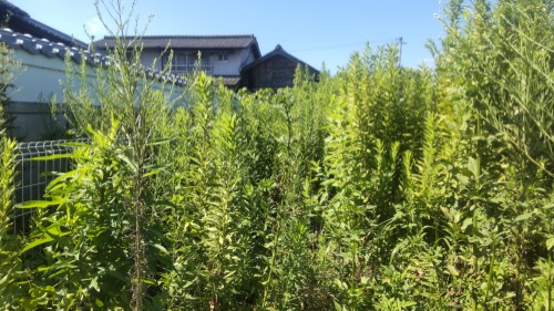 除草前