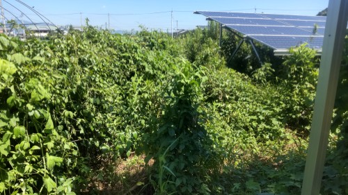 除草前