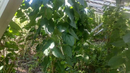 除草前