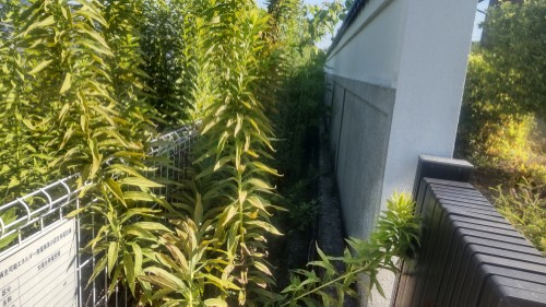 除草前