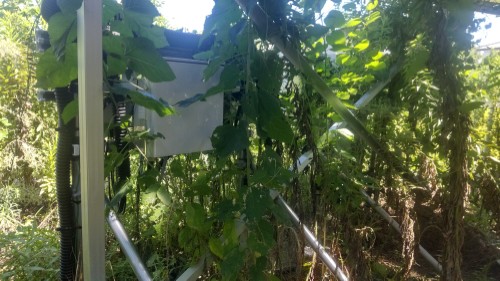 除草前